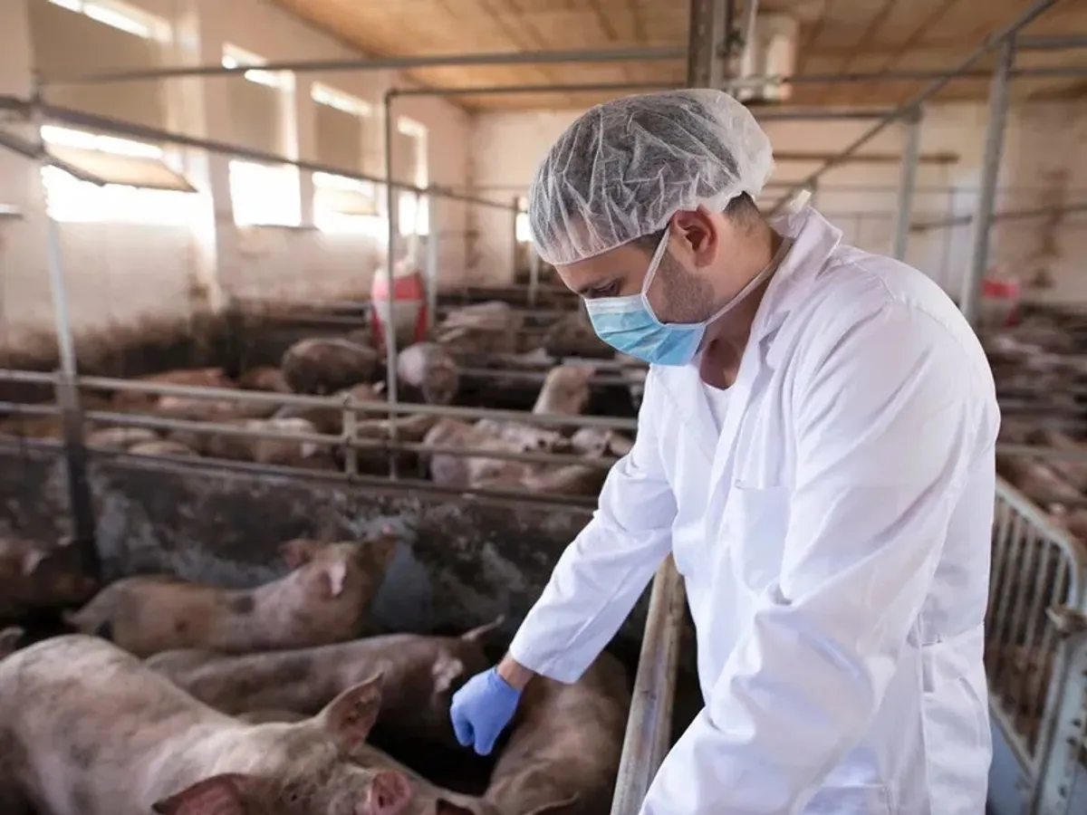 Alertă de pestă porcină, la Arad. 700 de animale, sacrificate în prima fază. Ferma crește circa 6.000 de porci