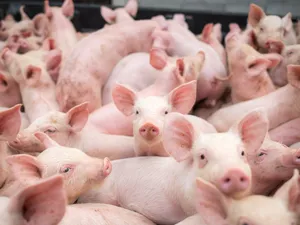 Avertisment ASAS: Preţul cărnii de porc va creşte cu 25 % în Europa. Iar România nu mai are porci. / Foto: europafm.ro