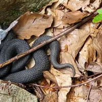 Vipera surprinsă de cei doi ingineri silvici - Foto: Facebook/Romsilva - Direcția Silvică Hunedoara