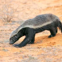 Cel mai agresiv animal din lume mănâncă șerpi letali și ucide lei. Este adevăratul „rege al junglei” - Foto: Profimedia Images/ Imagine cu caracter ilustrativ
