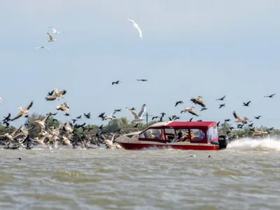 O şalupă a fost fotografiată intrând în forţă într-o colonie de pelicani din Delta Dunării - Foto: Facebook / Marian Strinoiu