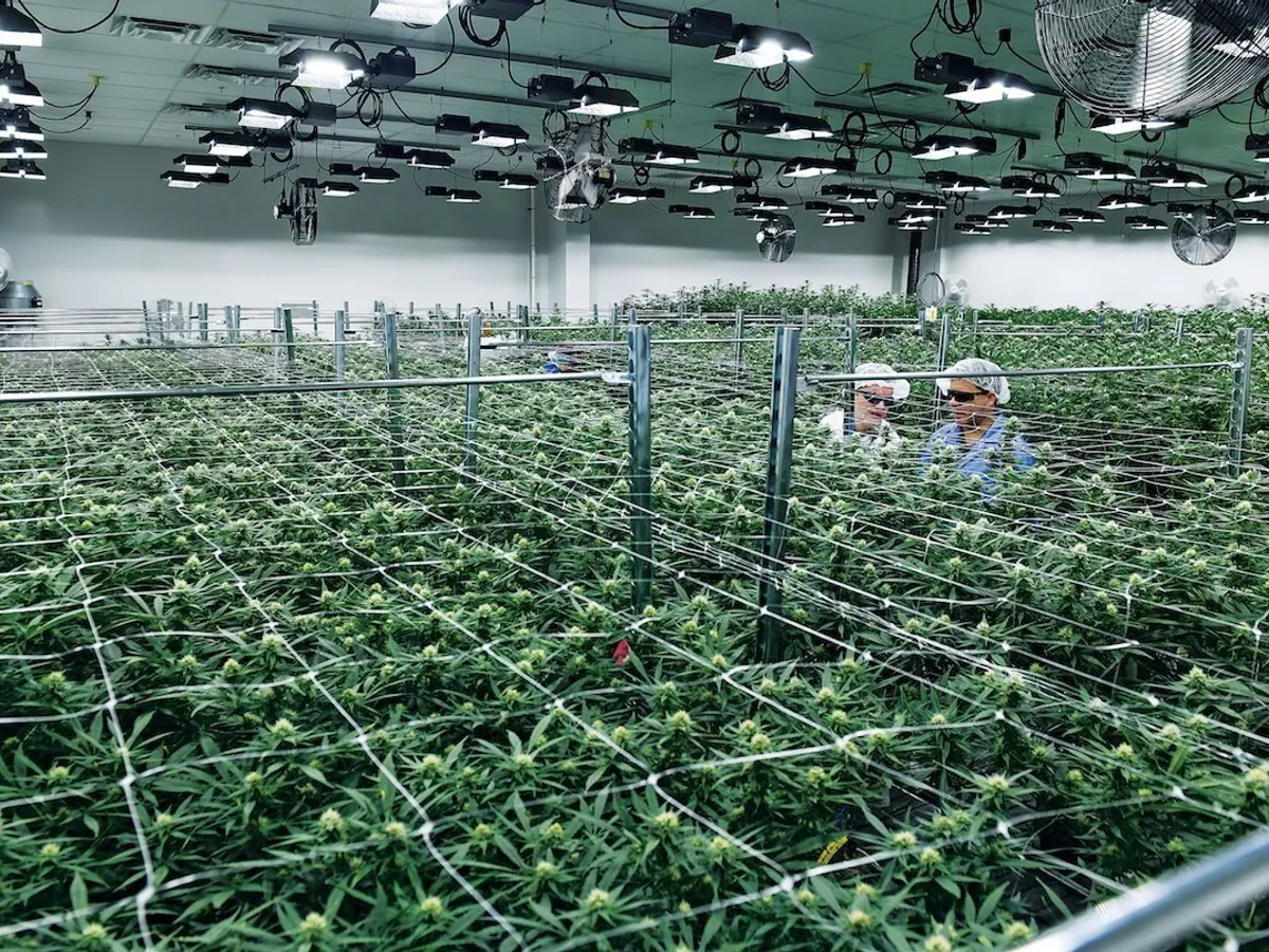 Phillip și Kevin Goldberg, de la Green Leaf Medical, se plimbă prin sera lor din Maryland, unde cresc 31 de tulpini de marijuana medicinală