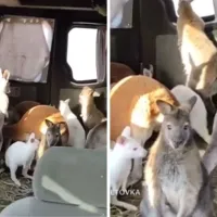 Copil, ucis în bombardamente lângă Harkov în timp ce ajuta la evacuarea animalelor de la ZOO