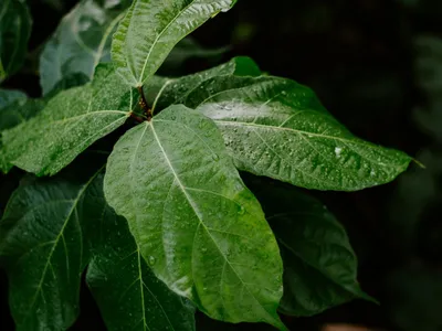 Copac Foto: Pexels (imagine cu rol ilustrativ)
