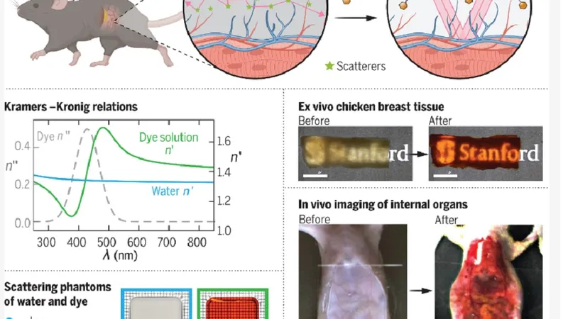 Pielea șoarecelui devine transparentă - Foto: revista Science
