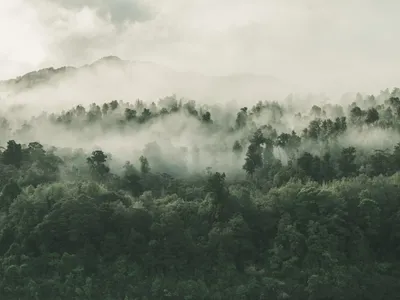 Pădure Foto: Freepik (rol ilustrativ)