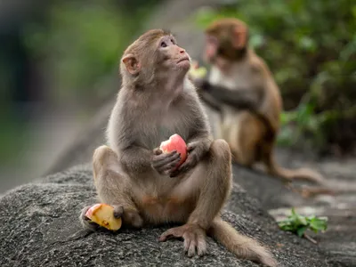 Maimuțe Rehsus - FOTO freepik.com