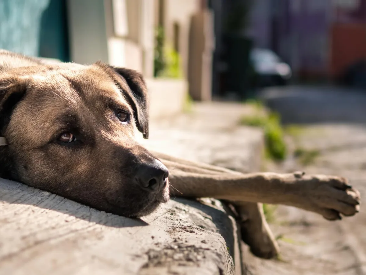 Câine - Foto: Freepik