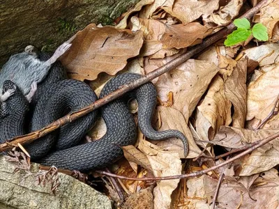 Vipera surprinsă de cei doi ingineri silvici - Foto: Facebook/Romsilva - Direcția Silvică Hunedoara