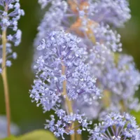 Ce este iarba fiarelor, planta care ar deschide lacăte și încuietori - Foto: Pixabay (cu rol ilustrativ)
