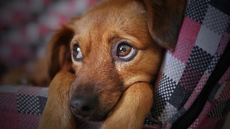 Bucureștenii din Sectorul 3, nevoiți să plătească pentru sterilizarea animalelor de casă - Foto: Pexels/Pixabay