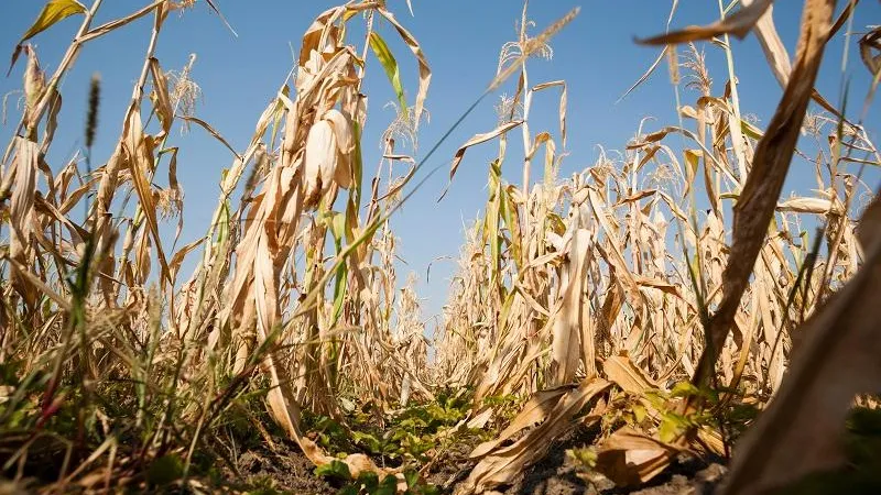 Suprafaţă totală afectată de secetă în România este de 150.565 hectare. / Foto: Facebook