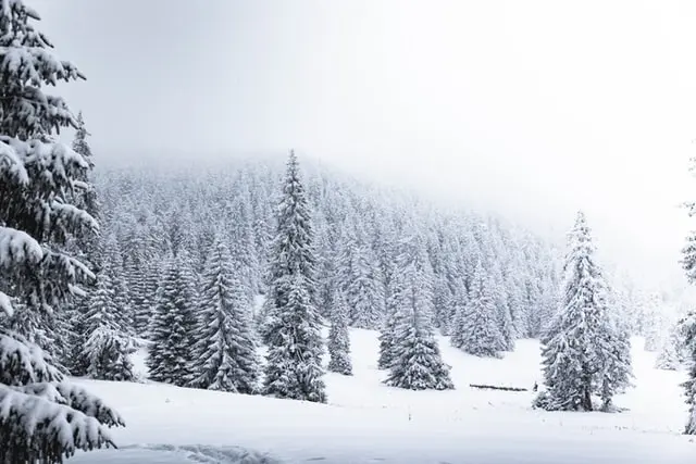 Lapoviță și ninsoare în munții Rodnei, la peste 1.200 de metrii altitudine/FOTO: Unsplash