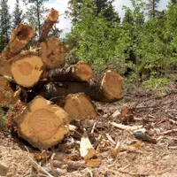 Un pădurar din Alba, reţinut pentru tăiere de arbori nemarcaţi şi valorificarea materialului lemnos. / Foto: digi24.ro