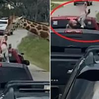 VIDEO O girafă i-a „furat” copilul unei mame. Fetița voia să hrănească animalul, dar a fost smulsă - Foto: Colaj/ Captură video