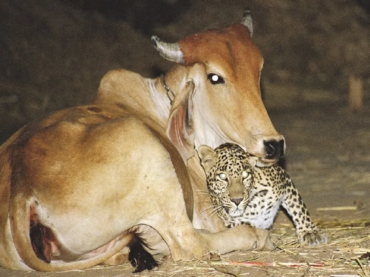 Vaca si leopardul