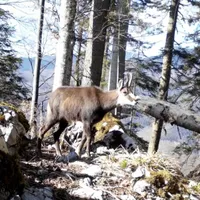 Imagini inedite cu niște capre negre au fost surpinse în Munții Apuseni. Se găsesc printre stânci Foto: captură video Facebook/Romsilva