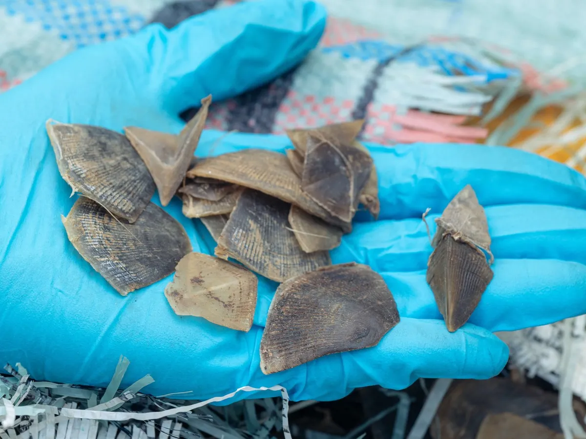 Peste 800 de kilograme de solzi de pangolin, confiscate în Singapore