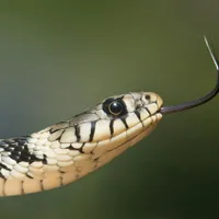 Un bărbat a fost omorât de șerpii pe care îi avea în casă. Ținea un piton și 3 vipere  Foto: Pexels (fotografie cu caracter ilustrativ)