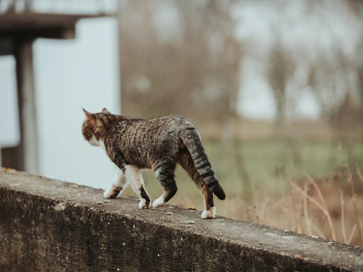 A salvat o pisică fără stăpân și a fost dat în judecată pentru furt. ”Cred că șoarecii sunt frați” - Foto: Freepik (rol ilustrativ)