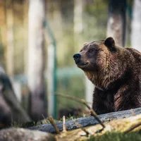 Un primar cere UE să poată elimina mai ușor urșii din România - Foto: Pexels / Janko Ferlic