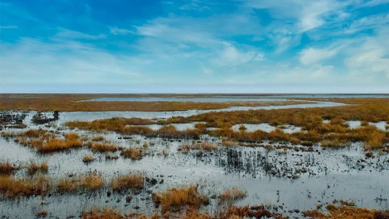 Mlaștină, imagine reprezentativă - Foto: Naturescu