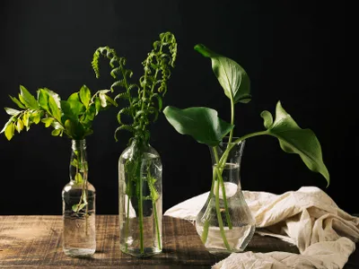 6 plante pe care le poți crește tu în apă, acasă. Sănătoase, simple și mai ieftine decât din piață - FOTO: Freepik (imagine cu rol ilustrativ)