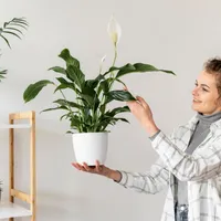 Produsul din dulap care îți menține plantele proaspete și verzi. Te protejează și de țânțari - Foto: Freepik (imagine cu rol ilustrativ)