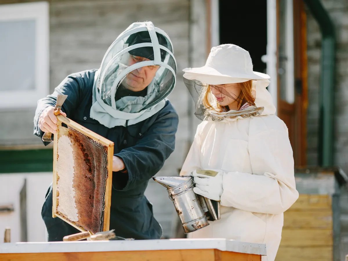 Cum să tratezi înțepăturile de viespe sau albine cu planta numită și “iarba-bubei”. Crește pe drum la țară