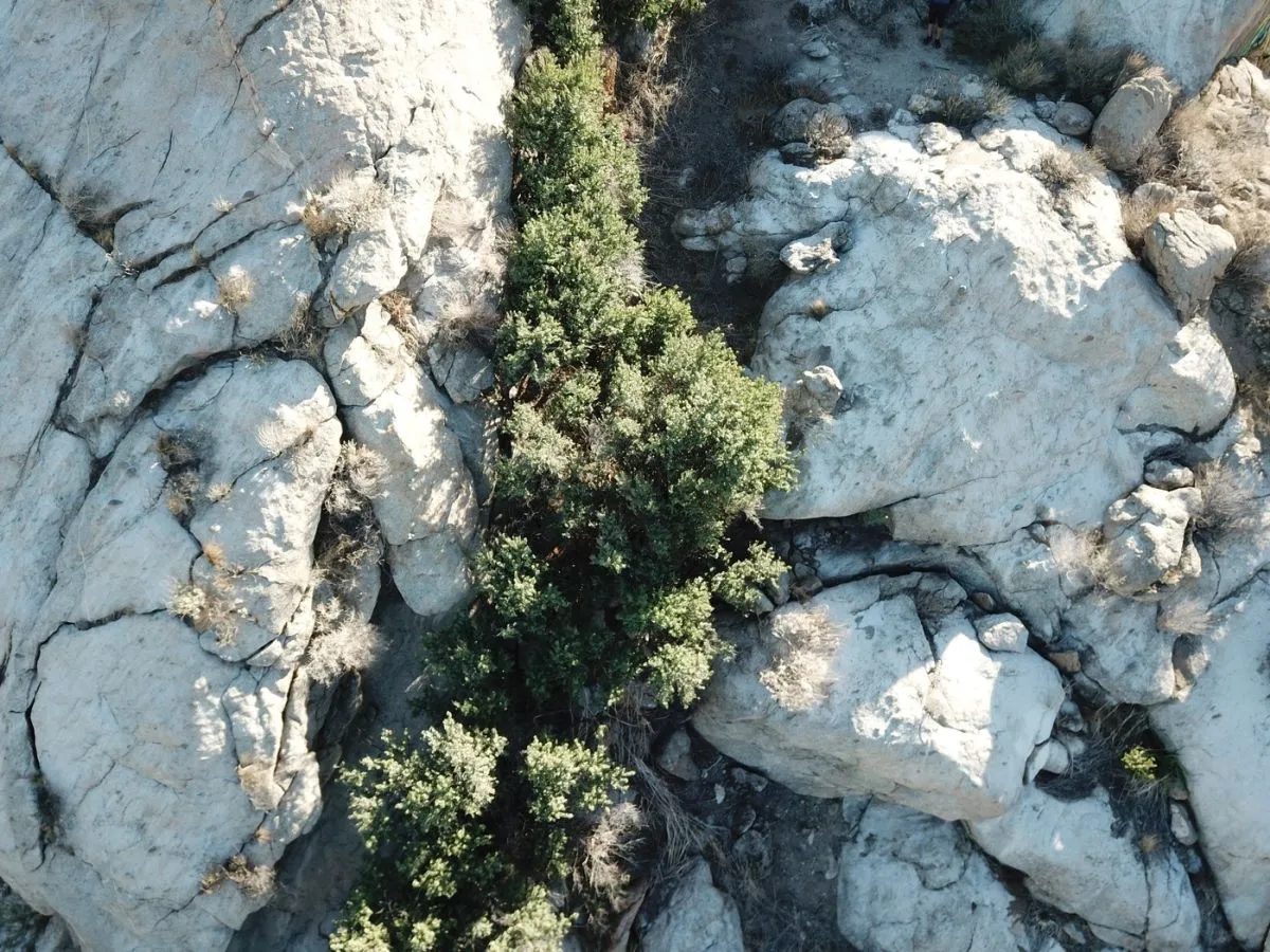 Cel mai vechi stejar din lume s-a clonat singur 13.000 de ani şi trăieşte şi acum. Unde este el?