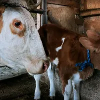 Cum ajunge litrul de lapte și 12 lei, la supermarket, deși producătorii români în vând cu 2 lei? - Foto: captură video YouTube/Fermierul Adrian