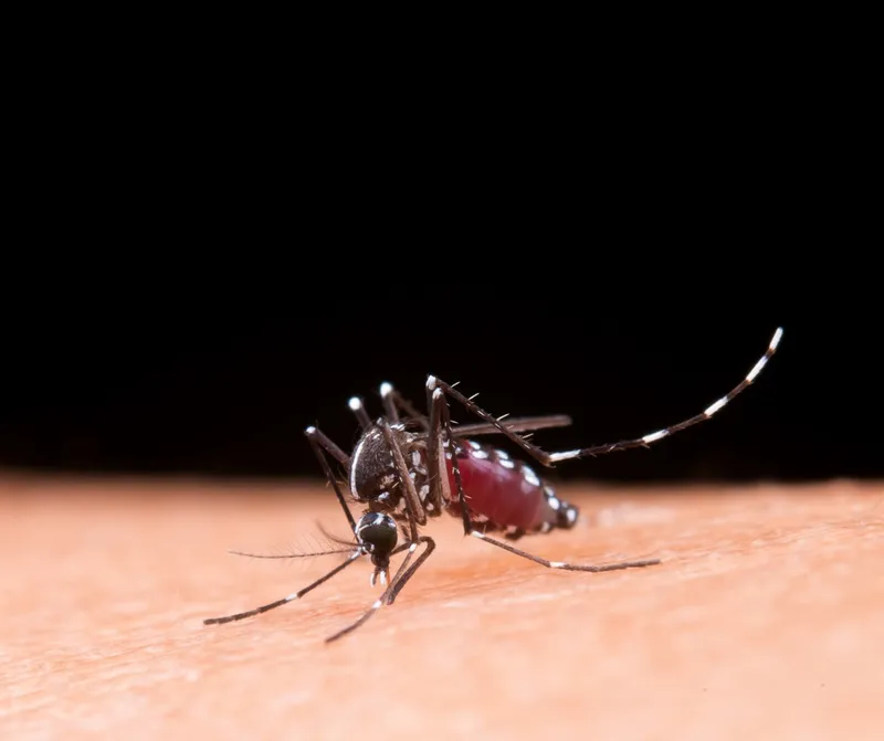 Țânțarul poate transmite West Nile - Foto: Freepik (rol ilustrativ)