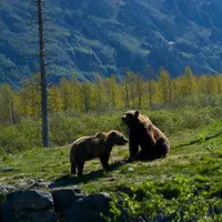 Președintele crede că urșii ar putea fi împușcați abuziv. FOTO: Pexels.com
