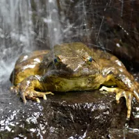 Cea mai mare broască din lume - Foto: Profimedia Images (rol ilustrativ)