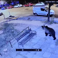 Ursul s-a plimbat câteva ore pe străzi Foto: Captură facebook