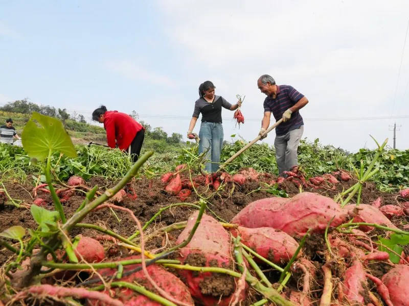 Erbicid interzis de UE, folosit în România, unde costă 12 lei. Afectează ficatul şi tiroida - Foto: Profimediia Images