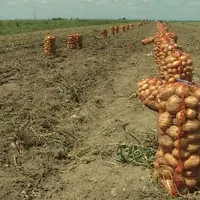 O femeie a murit în comuna dâmboviţeană Lunguleţu, sat Serdanu, după ce un utilaj de recoltat cartofi s-a răsturnat peste ea. / Foto: stirileprotv.ro