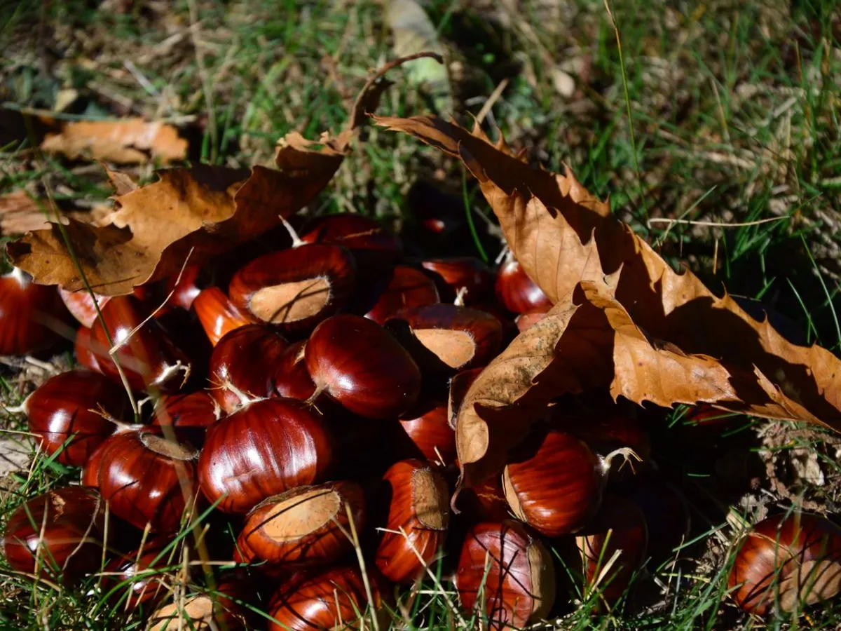 Castane - Foto: Pexels (Imagine cu rol ilustrativ)