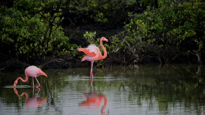 Păsările flamingo anunță venirea verii în Delta Dunării! Spectacol exotic în România Foto: Pexels (fotografie cu caracter ilsutrativ)