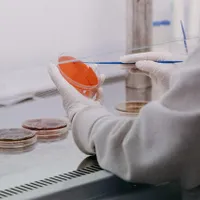 Cercetătorii din Cambodgia colectează probe de la lilieci pentru a afla cum a apărut Covid-19/FOTO: Unsplash