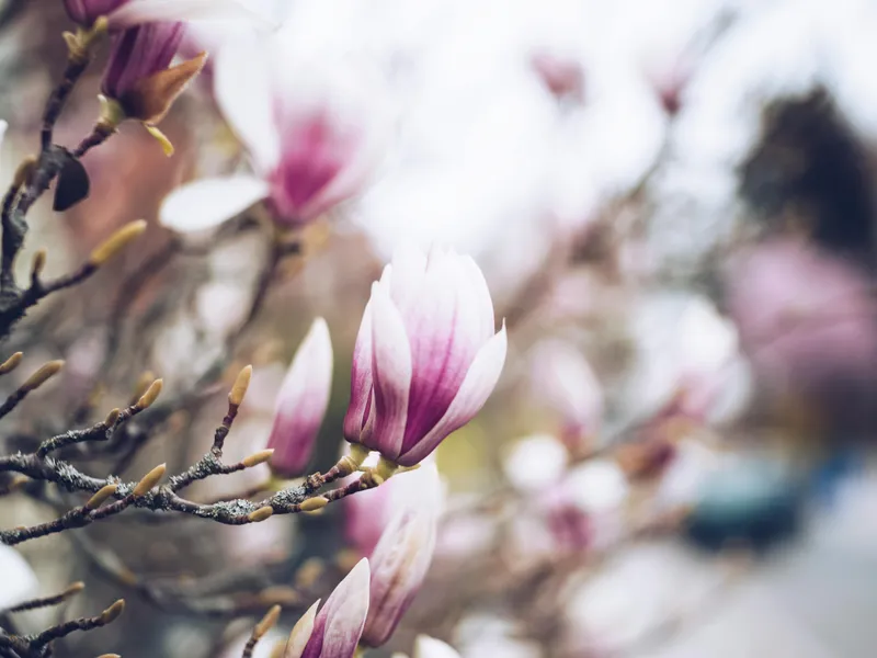 Ce simbolizează magnolia, una dintre cele mai iubite flori. Au apărut pe Pământ înaintea albinelor Foto: Pexels (fotografie cu caracter ilustrativ)