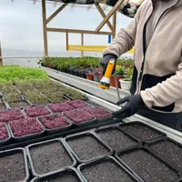 Povestea singurului producător de flori comestibile din Moldova. A pornit de la un dormitor de bloc - Foto: ZdI