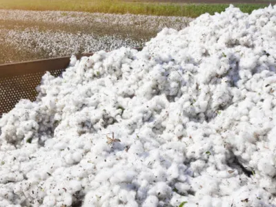 Guvernul va achita o datorie veche de peste 30 de ani către SUA, pentru un credit folosit la importul de bumbac