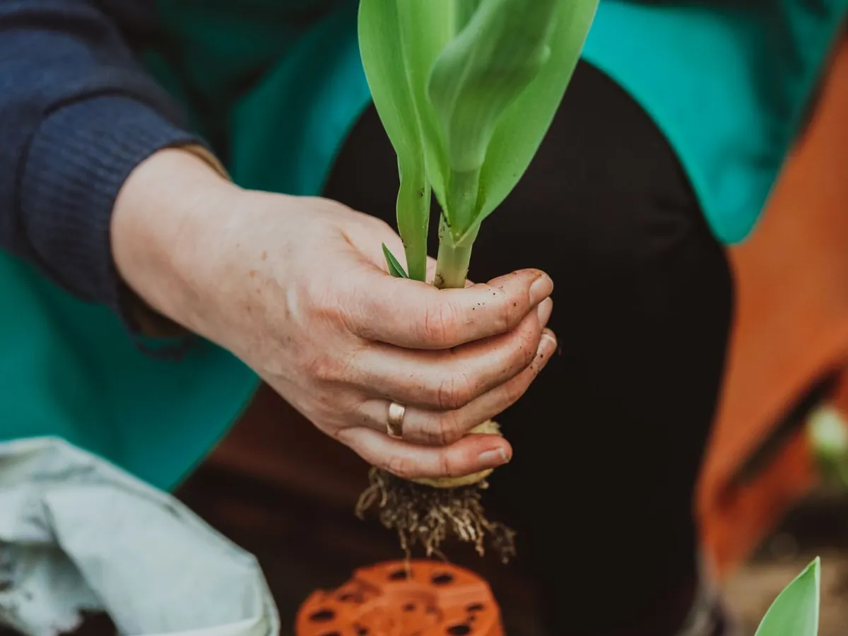 Unde este cel mai bun loc pentru a planta lalele toamna? Acestea vor încolți repede la primăvară