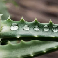 Aloe vera în loc de viță de vie. Schimbările climatice duc la modificarea culturilor Foto: Freepik (fotografie cu caracter ilustrativ)