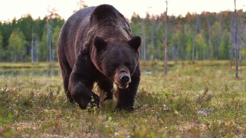 Ursul agresiv care a atacat 7 persoane în Italia și care urma să fie adus în România, împușcat - Foto: Profimedia images - Caracter ilustrativ