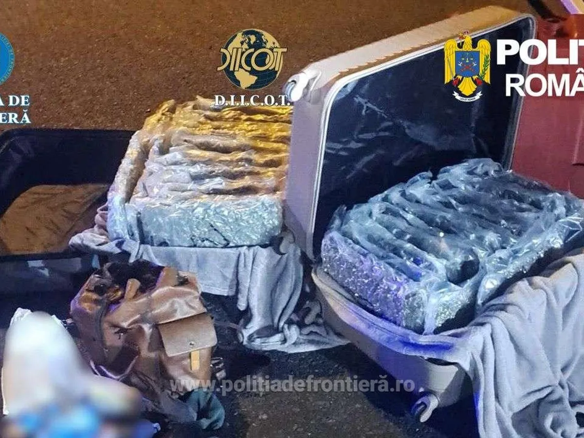 Canabis - Foto: Poliția- DIICOT-Poliția de Frontieră