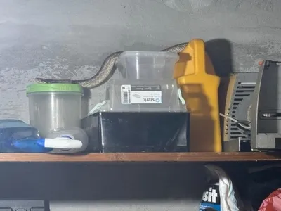 Foto: Șarpele de doi metri era în casă Sursa: Jandarmeria Constanța