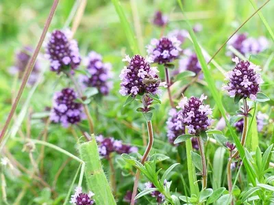 Fonduri 2021 Ajutoare de 1,2 milioane Euro pentru producătorii români de plante aromatice/FOTO: pixabay