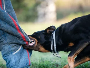 Un bărbat a murit după ce a fost mușcat de un câine fără stăpân. Rabia i-a fost fatală Foto: Freepik (fotografie cu caracter ilustrativ)